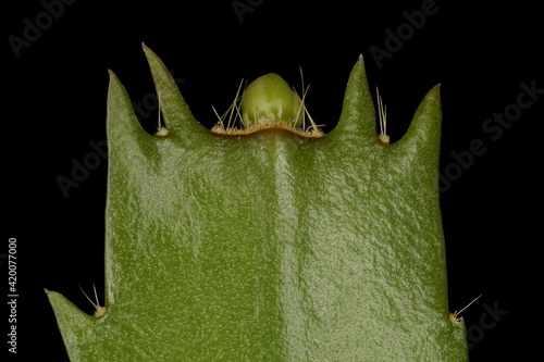 False Christmas Cactus (Schlumbergera truncata). Flower Bud and Cladode Apex Closeup photo