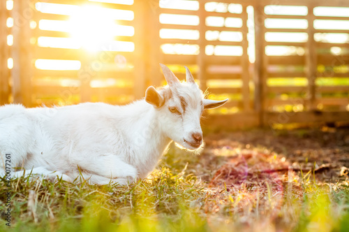 A goat is lying on the ground on a sunny day
