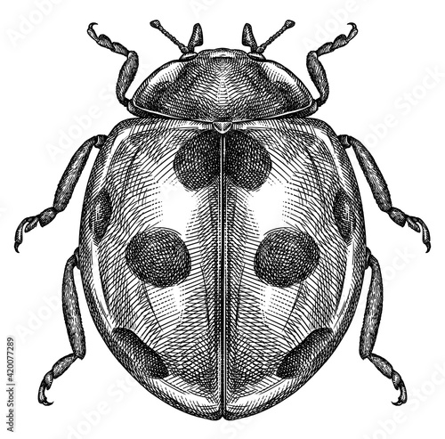 Engrave isolated ladybug hand drawn graphic illustration