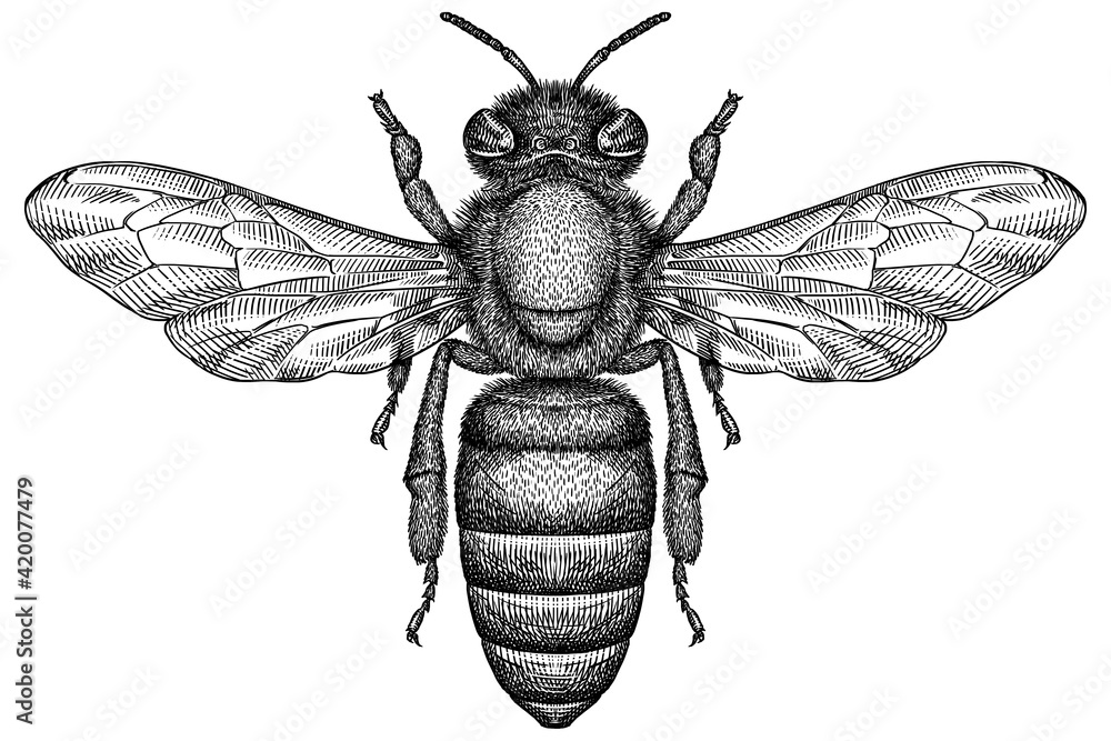 Engrave isolated bee hand drawn graphic illustration - obrazy, fototapety, plakaty 