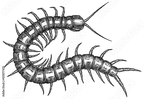 Tela Engrave isolated centipede hand drawn graphic illustration
