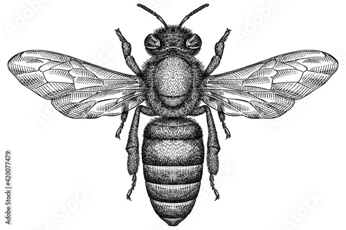 Картината върху платно Engrave isolated bee hand drawn graphic illustration