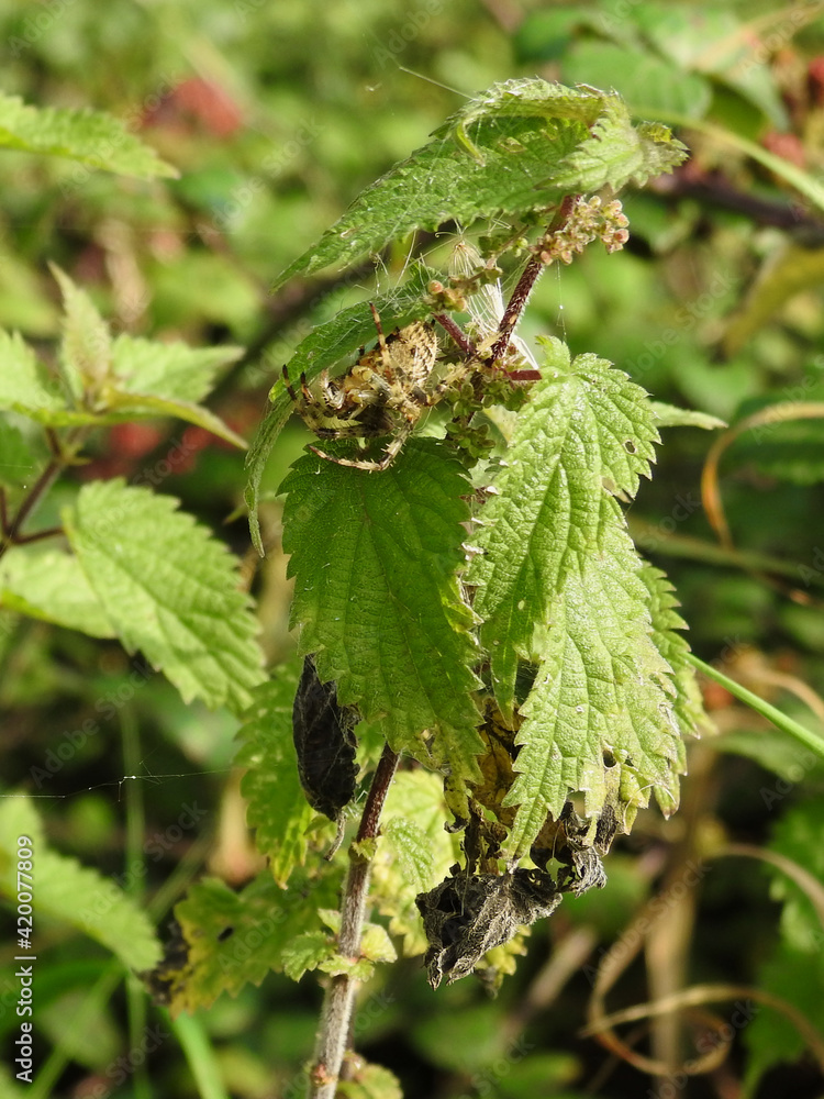 A large spider on a nettle stem A large spider on a nettle stem