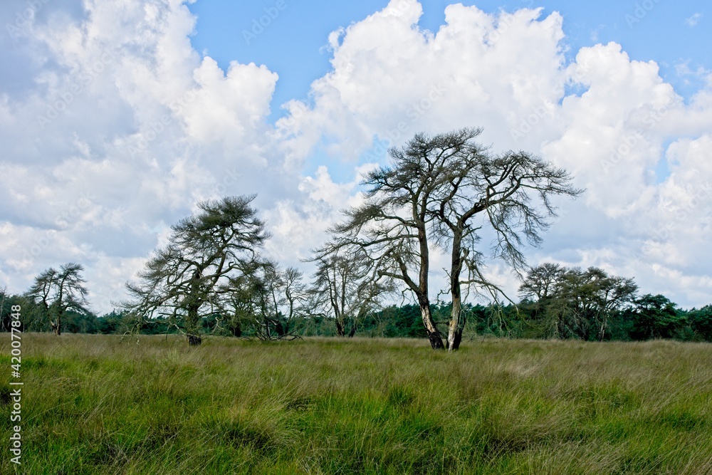 Obraz premium Summer in National Park de Hoge Veluwe in the East of the Netherlands