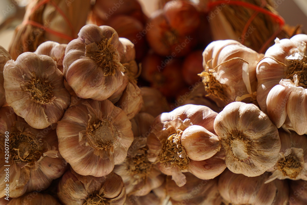 Thai garlic Thai herb in sunshine light Thai garlic Thai herb in sunshine light
