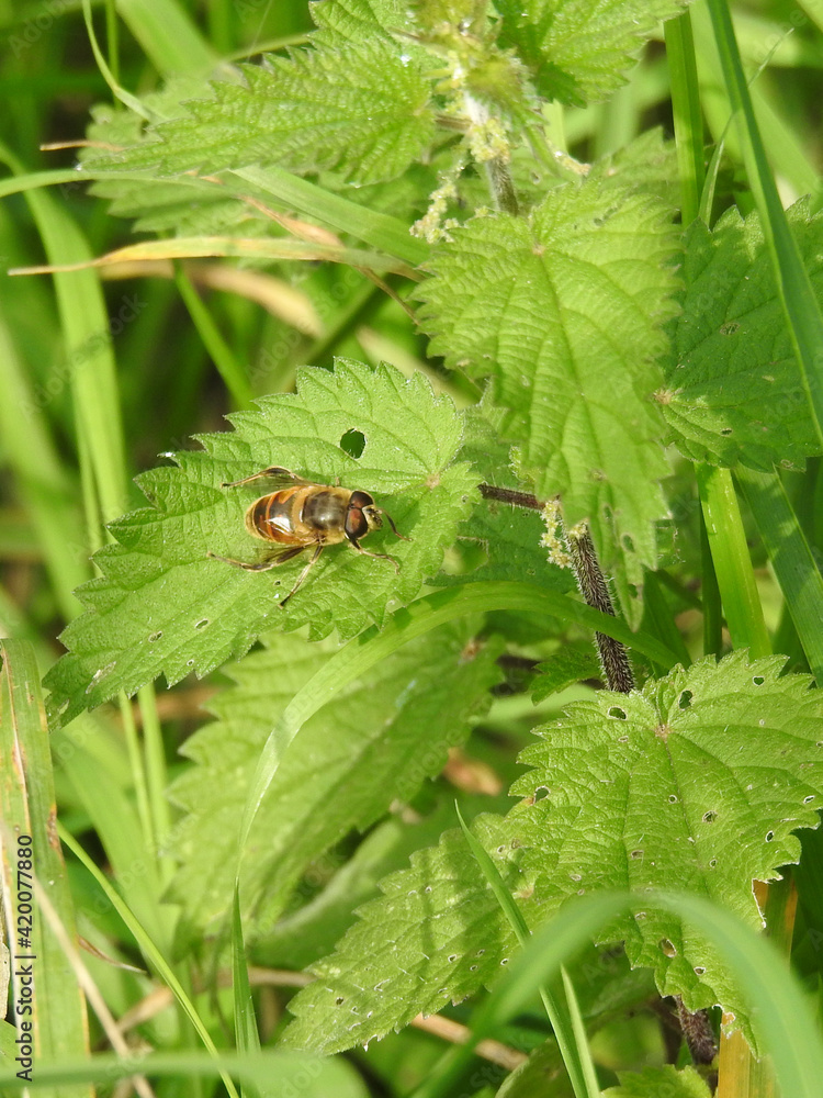 A flying insect on a green nettle leaf A flying insect on a green nettle leaf