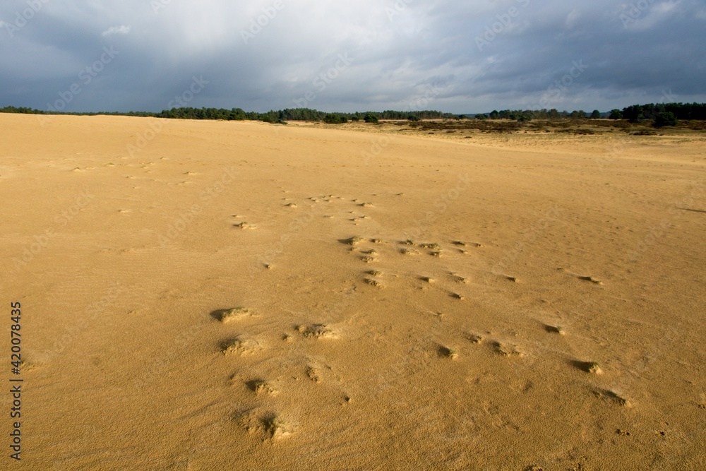 Sand dunes in National Park de Hoge Veluwe in the Netherlands Sand dunes in National Park de Hoge Veluwe in the Netherlands