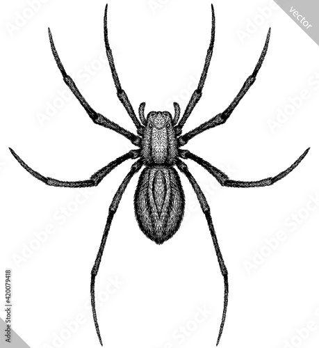 Engrave isolated spider hand drawn graphic illustration