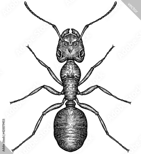 Engrave isolated ant hand drawn graphic illustration