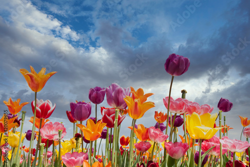 Colorful tulips against a stormy blue sky with white clouds