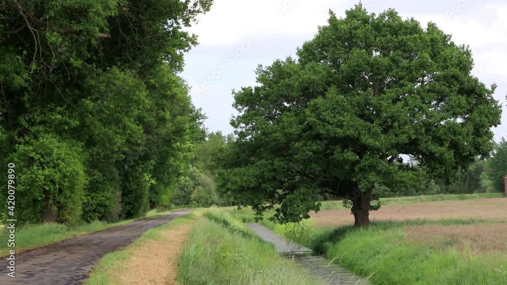 empty nature road with trees and small river
empty nature road with trees and small river