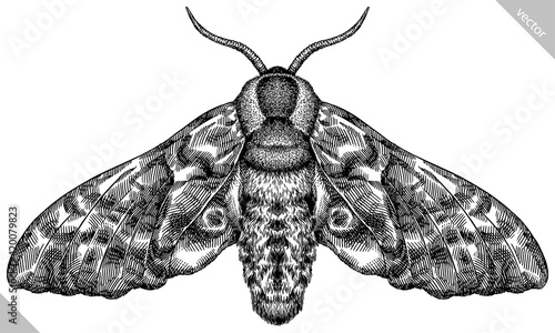 Engrave isolated moth hand drawn graphic illustration