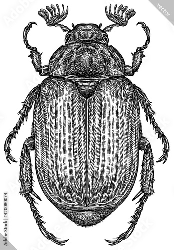 Engrave isolated beetle hand drawn graphic illustration