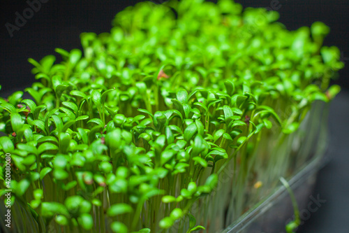 Germination of seeds for nutrition. Seedlings Micro Greens