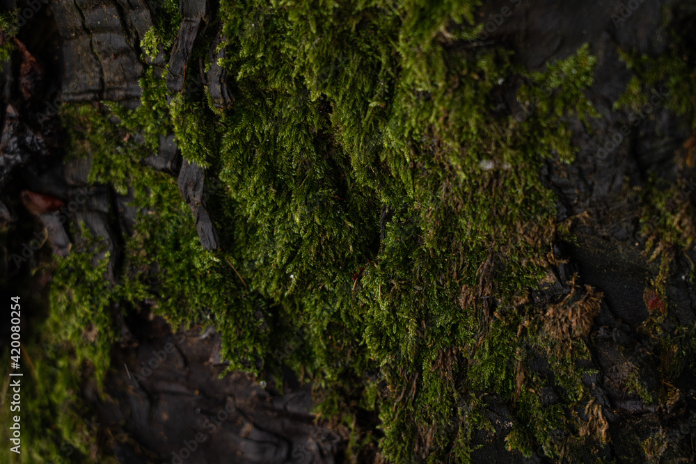 Bark of a tree with green moss as an abstract background Bark of a tree with green moss as an abstract background