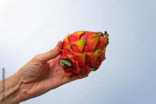 Dragon fruit, Pitaya or Pitahaya on hand in a bright background