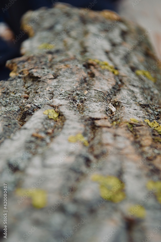 Cork with green and yellow lichen Cork with green and yellow lichen