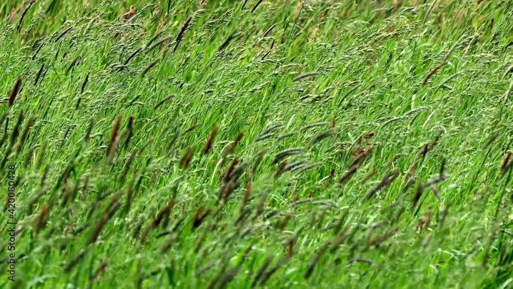 green and brown grasses blowing in the wind
green and brown grasses blowing in the wind