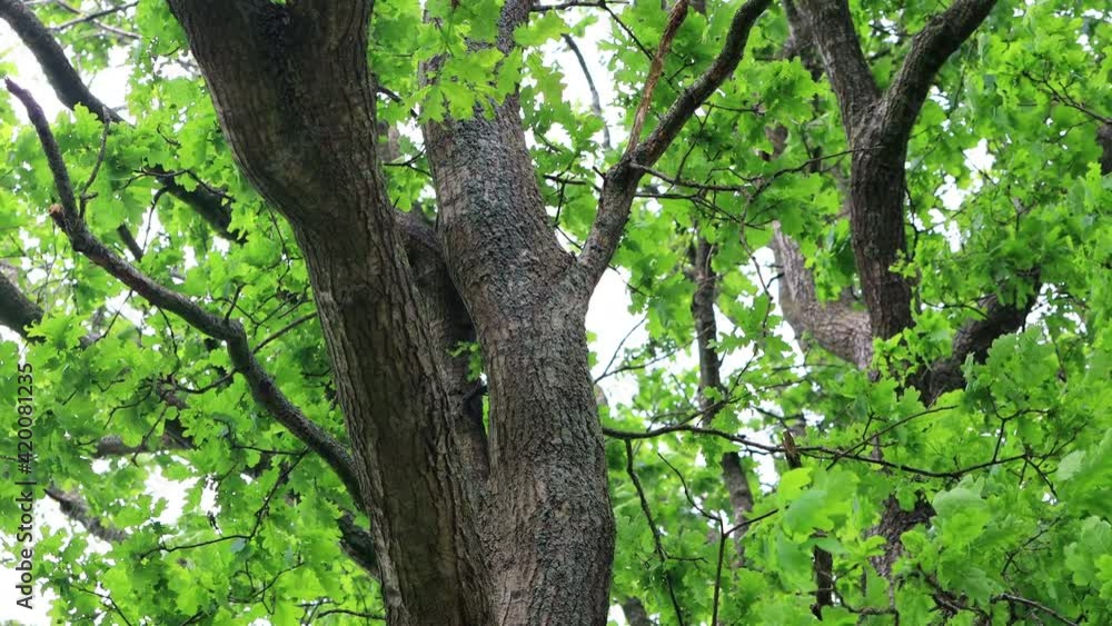 green oak tree in summer
green oak tree in summer