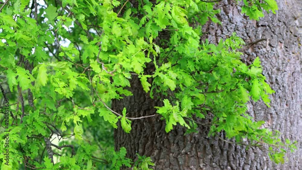 green oak tree in summer
green oak tree in summer