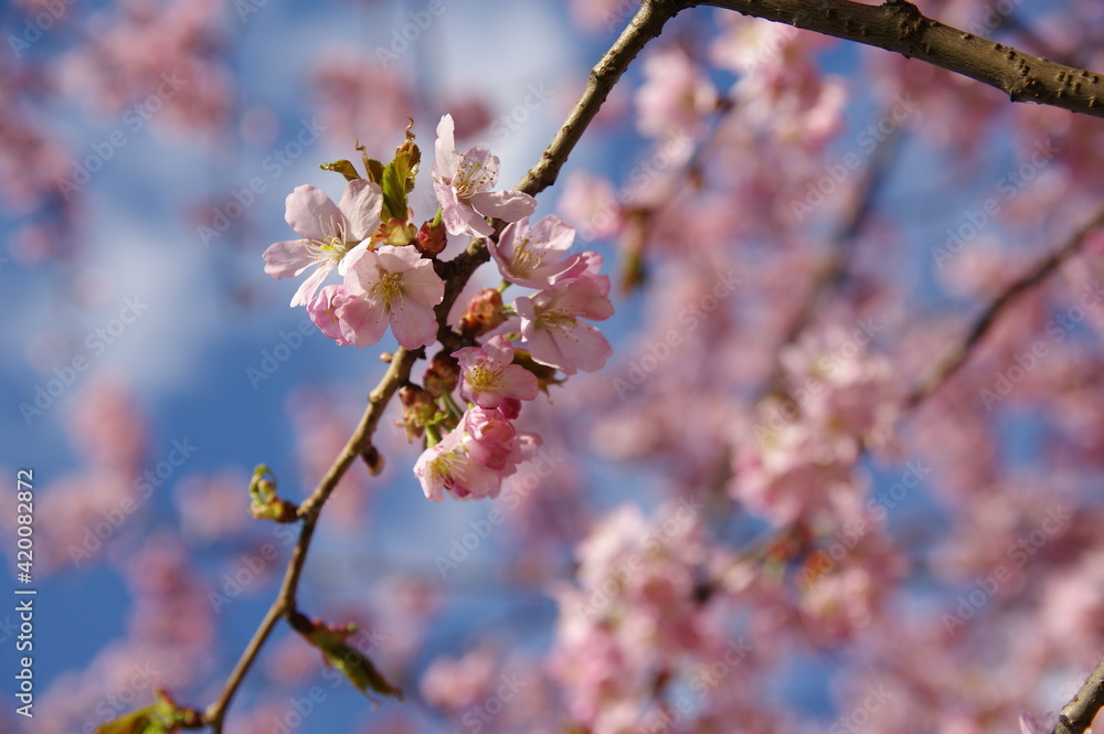 close-up of pink cherry blooming tree in spring on the blurred background