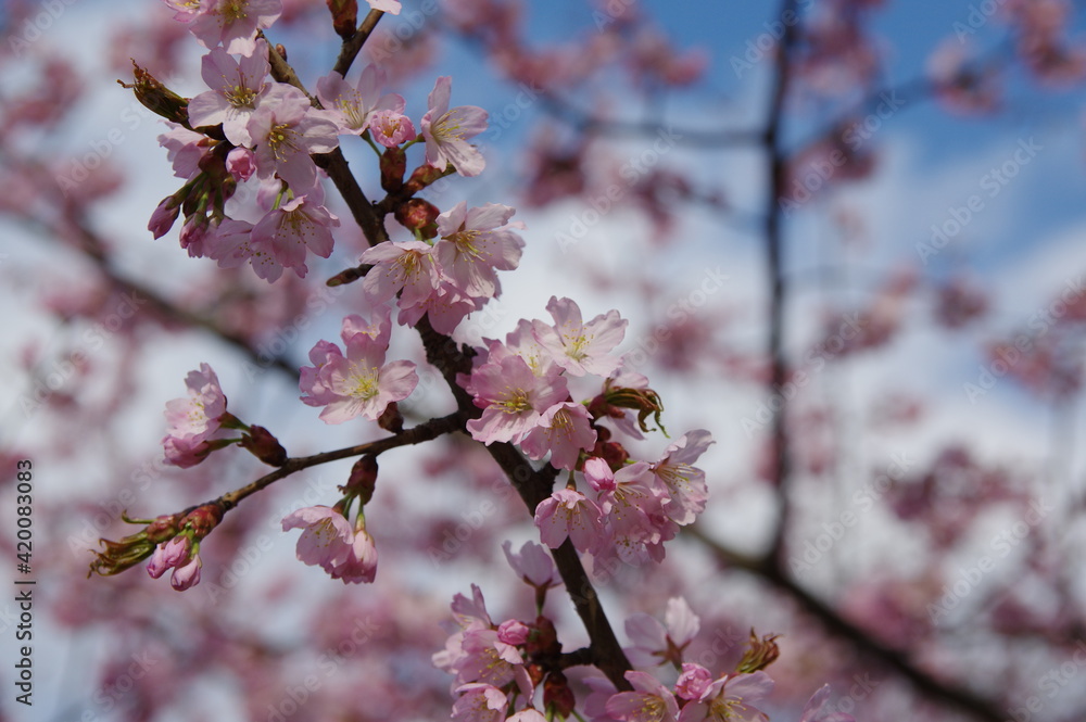 close-up of pink cherry blooming tree in spring on the blurred background