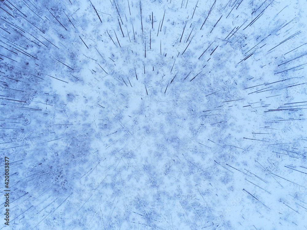 Fototapeta premium Deep Estonian bog and forest during winter season by drone view