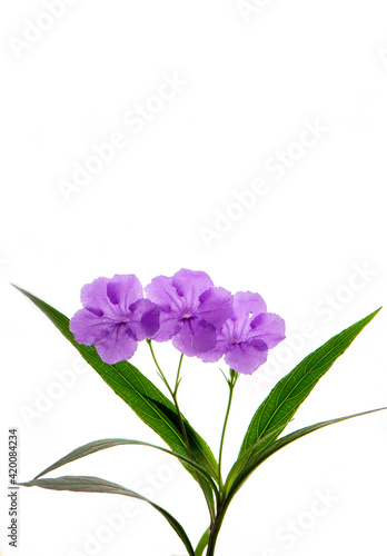A banch of Ruellia simplex flower are isolate on the white background.