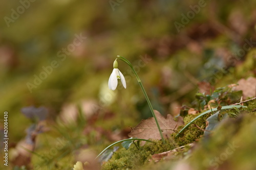 spring in the grass