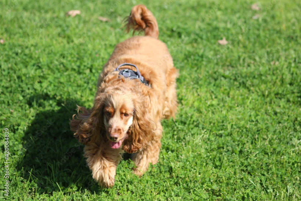 Fototapeta premium Kyara