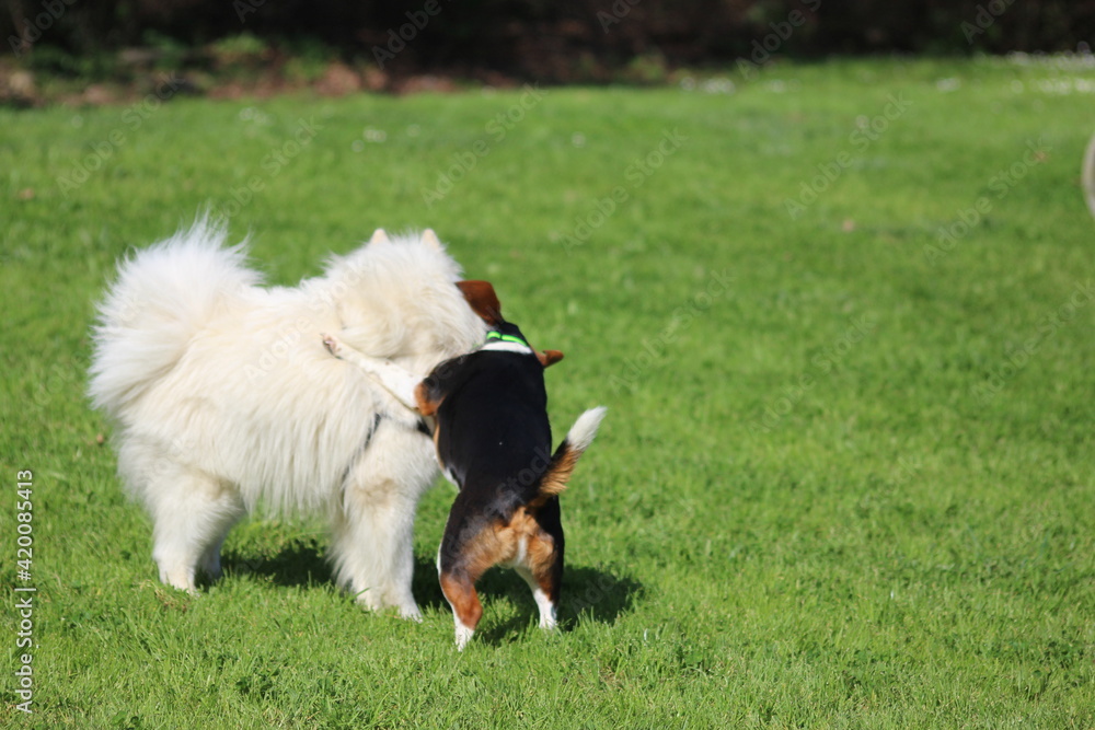 Canino Canino