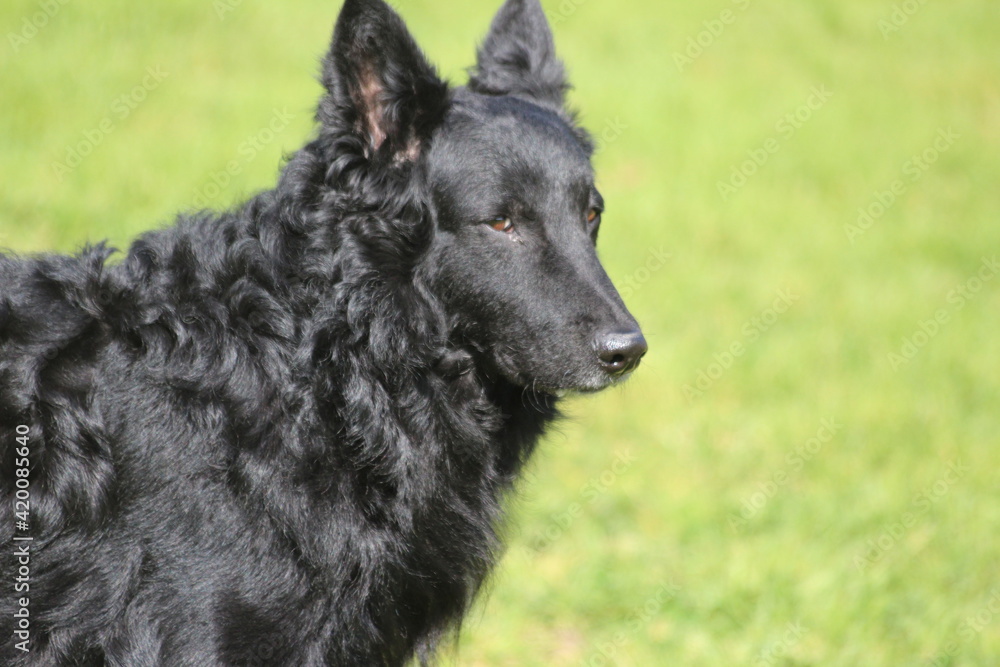 Canino Canino