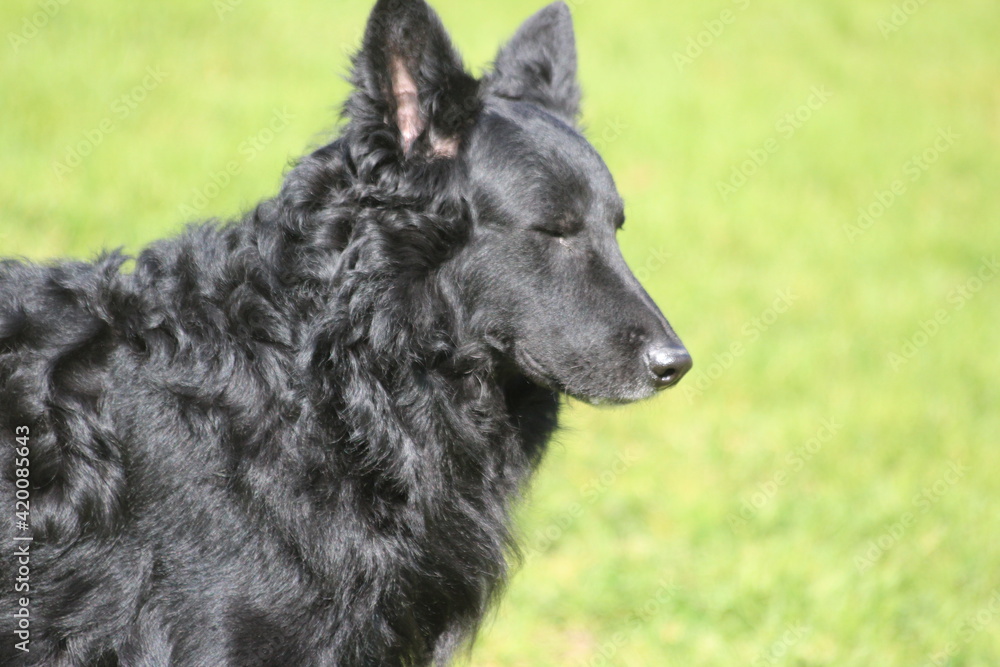 Canino Canino