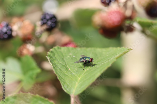 ladybird on a leaf