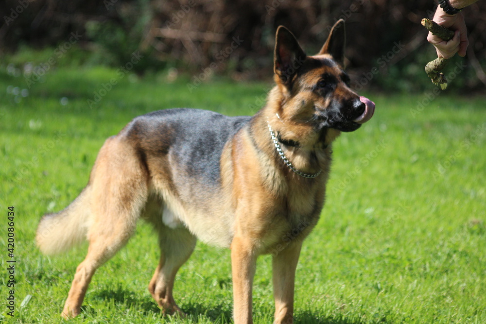 Canino Canino