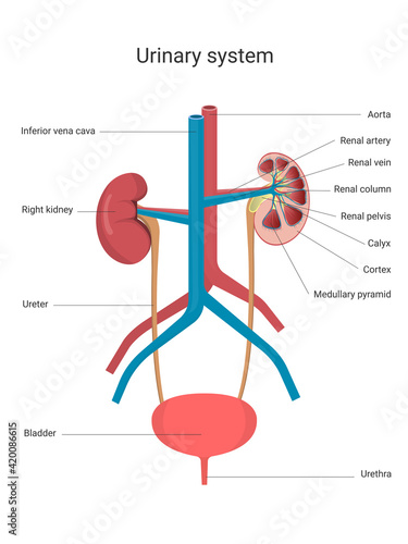 Urinary system with main parts labeled. Human kidney anatomy. Anatomy and physiology of the human body. Biology education concept. Vector Illustration