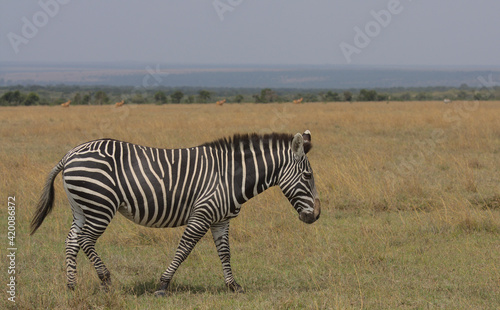side view of a common zebra walking in the wild plains of the Ol Pejeta Conservancy  Kenya