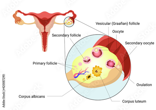 Female reproductive system, anatomy of ovary and follicle with main parts labeled. Ovulation Steps. Concept for science education, Biology and medical health care. Vector Illustration