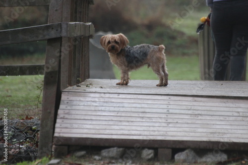 Canino