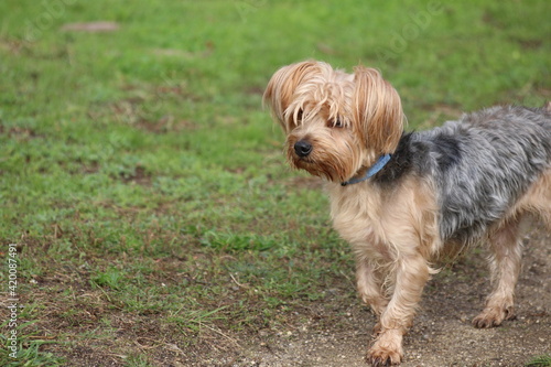 Canino