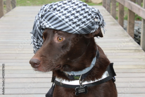 cachorro