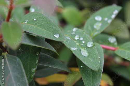 Flor