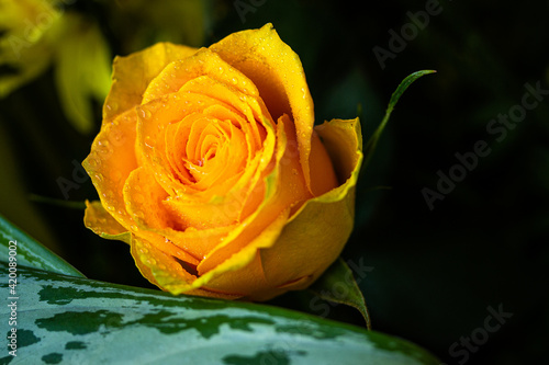 single yellow rose