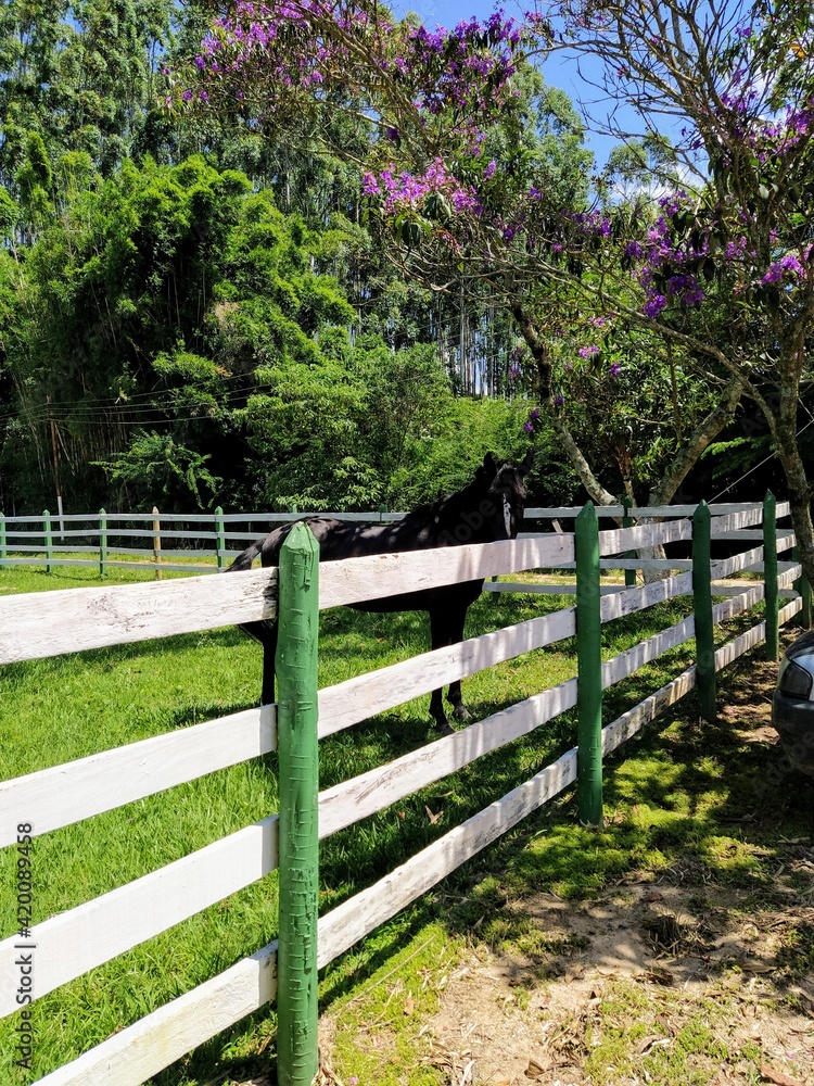 fence with flowers, horse in the farm