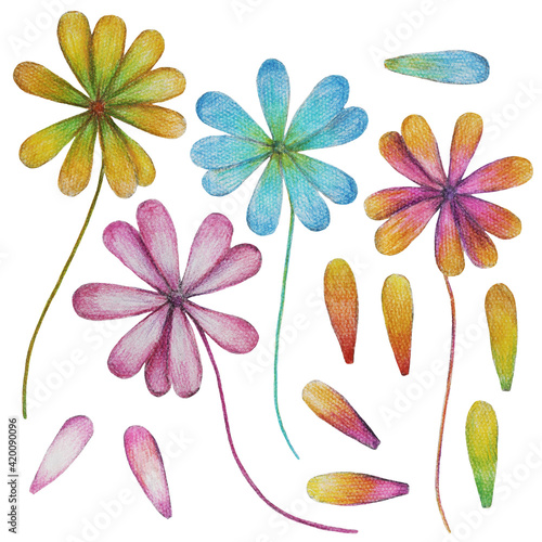 Colorful flowers with petals: hand drawn pencil illustrations, isolated.