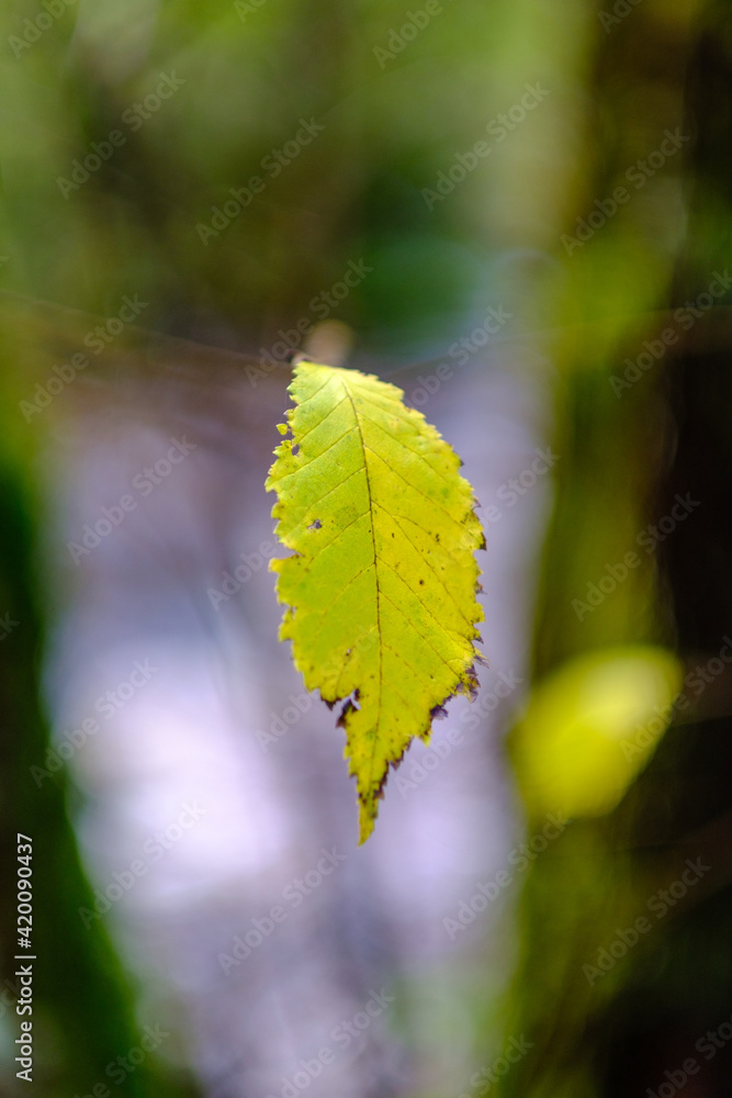 abstract autumn colored leaf pettern in nature with blur background abstract autumn colored leaf pettern in nature with blur background
