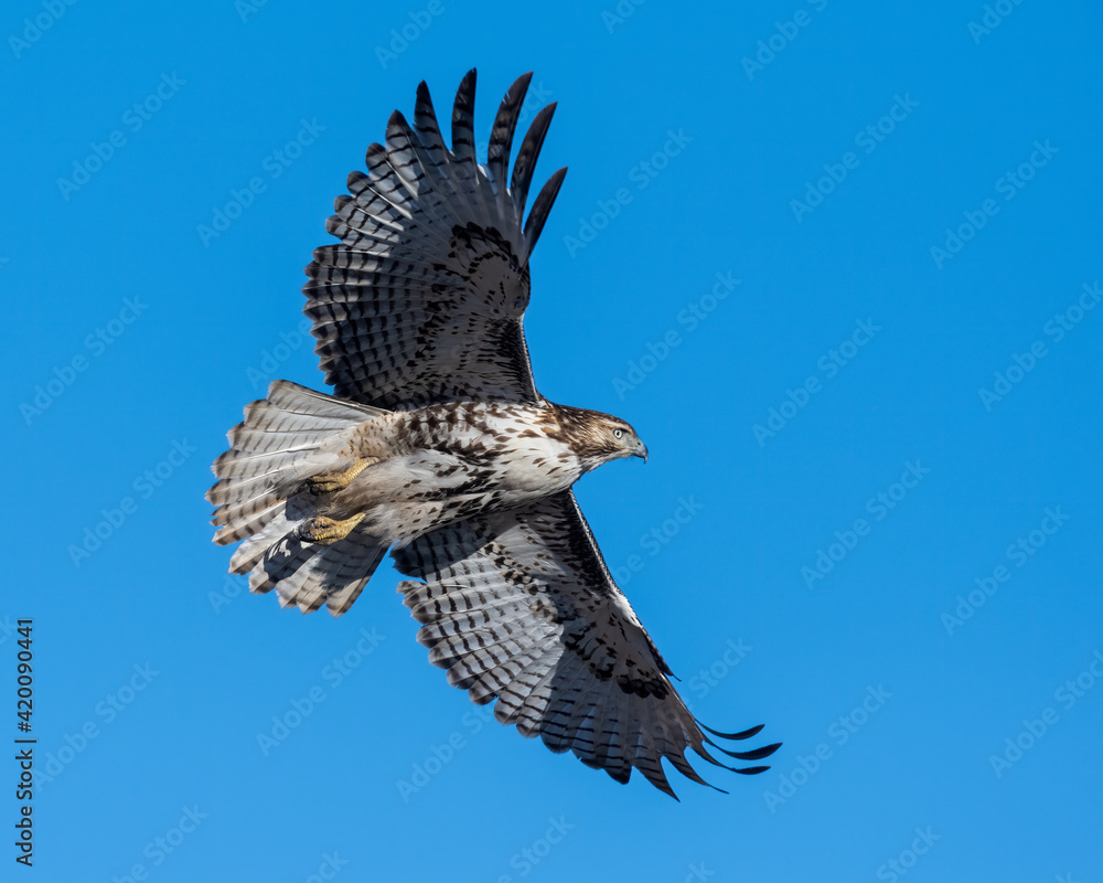 Fotografia Red Tailed Hawk