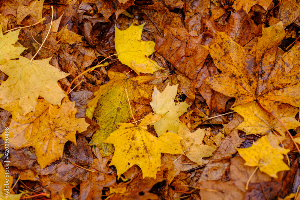 abstract autumn colored leaf pettern in nature with blur background