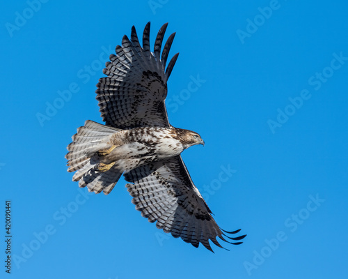 Fotografie Red Tailed Hawk