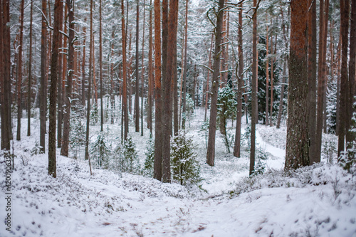 tree trunk wall in winter forest covered with snow and sun shining